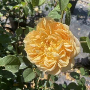 Rosa 'Bring me Sunshine'