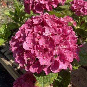 Hydrangea macrophylla 'Merveille'