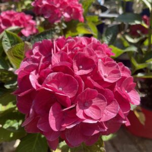 Ortensia macrophylla 'Baladia'