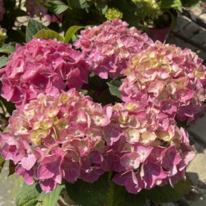 Hydrangea macrophylla 'Green Lips Purple'