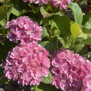 Ortensia macrophylla 'Florentina Pink'