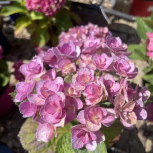 Hydrangea 'You and me eternity'