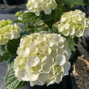 Hydrangea macrophylla 'Soeur Thérèse'