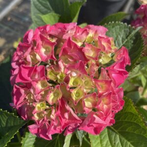 Hydrangea Macrophylla 'Valle de Loire'
