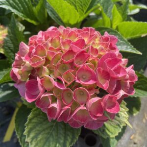 Hydrangea Macrophylla 'Red Baron'
