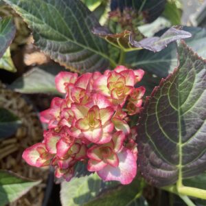 Hydrangea Macrophylla 'Miss Saori'