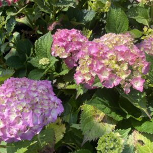 Hydrangea Macrophylla 'Hamburg'