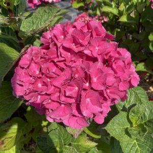 Hydrangea Macrophylla 'Zambia'