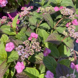 Hydrangea serrata 'Santiago'