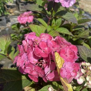 Hydrangea Serrata 'Preziosa'