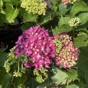 Hydrangea macrophylla 'Leuchtfeuer'