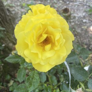 Rosa 'Friesia'