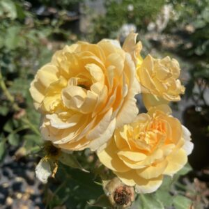 Rosa 'Golden Celebration'