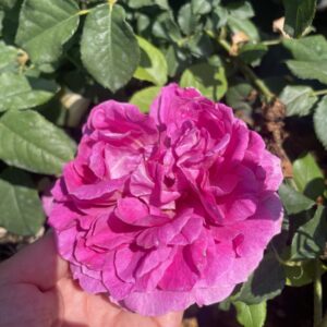 Rosa 'Gabriel Oak'