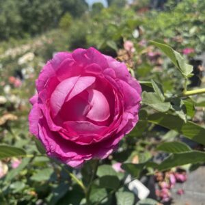 Rosa  'Fraulein Maria'