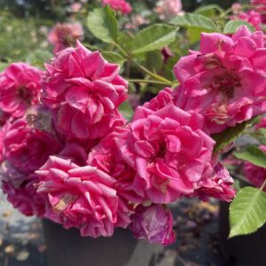 Rosa ' Elmshorn'