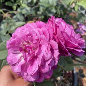 Rosa 'Eufemia'