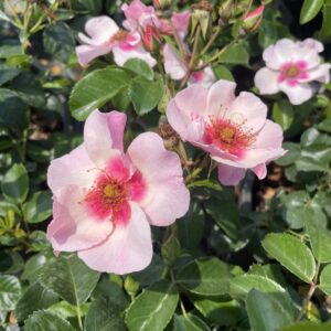 Rosa 'Eyes On Me'