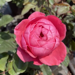 Rosa 'Gartenprinzessin Marie-José'