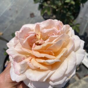 Rosa  'Grossherzogin Luise'