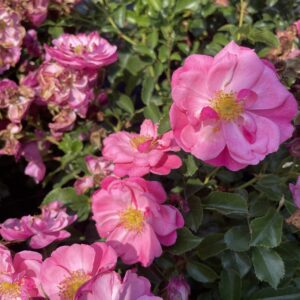 Rosa 'Hotline'
