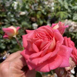 Rosa 'Joli Tambour'