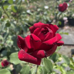 Rosa 'Jubilé Papa Meilland'