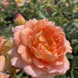 Rosa 'Lady of Shallott'