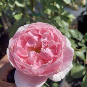 Rosa Rampicante 'Cupcake'
