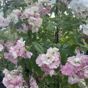 Rosa Rampicante 'Apple Blossom'