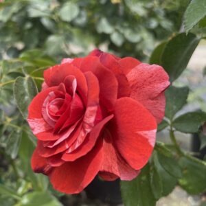 Rosa Rampicante 'Brownie'