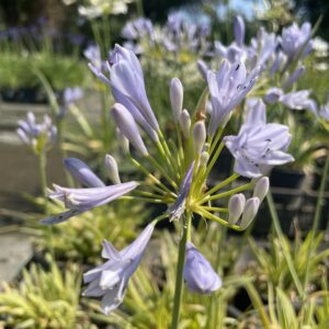 Agapanthus 'Neverland'
