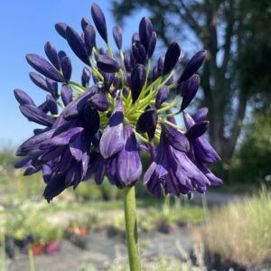 Agapanthus 'Dark Silk'