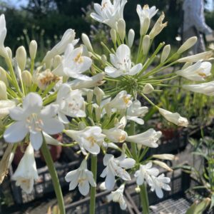 Agapanthus 'Bridal Bouquet'