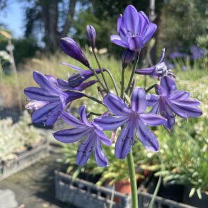 Agapanthus 'Poppin Star'