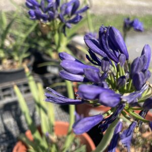 Agapanthus 'Pino'