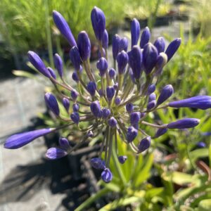 Agapanthus 'Storm Cloud'