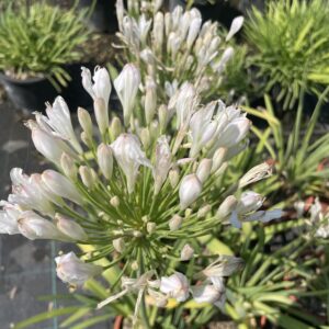 Agapanthus 'Strawberry Ice'