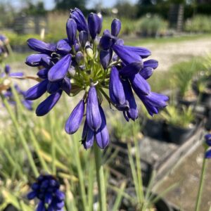 Agapanthus 'Flower of Love'