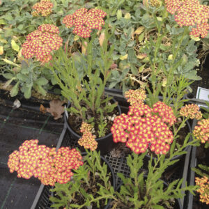 Achillea millefolium 'Terracotta'